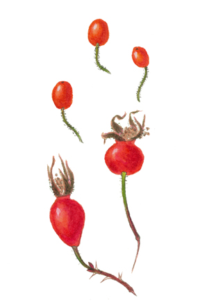 Vorobik rose hip painting